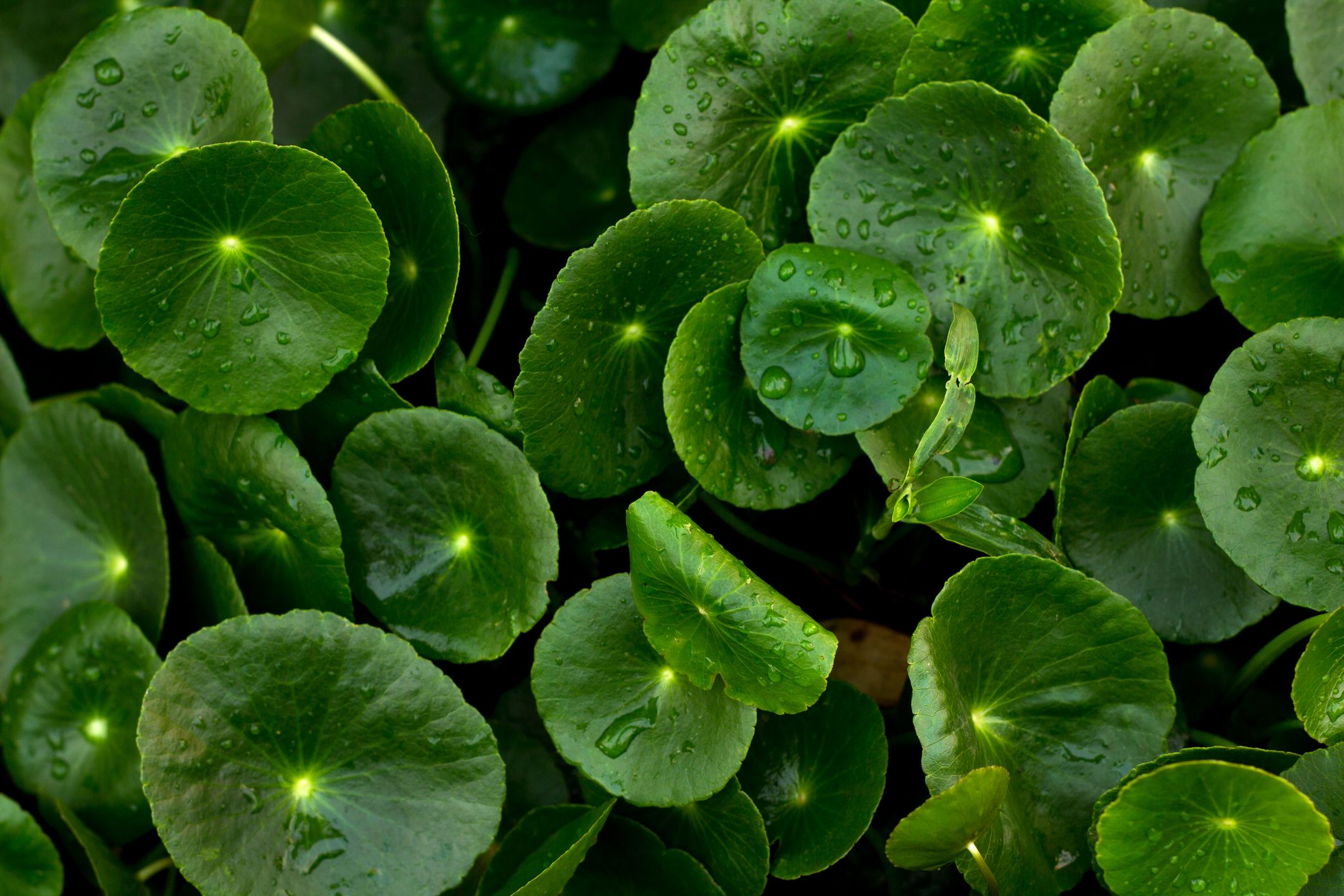 Centella